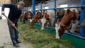 На ферме в Запорожье из-за обстрелов погибло около 1 000 коров
